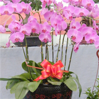 青州萬佳花卉 禮贈自然之美，花卉傳遞溫情